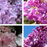 washington lilacs flower