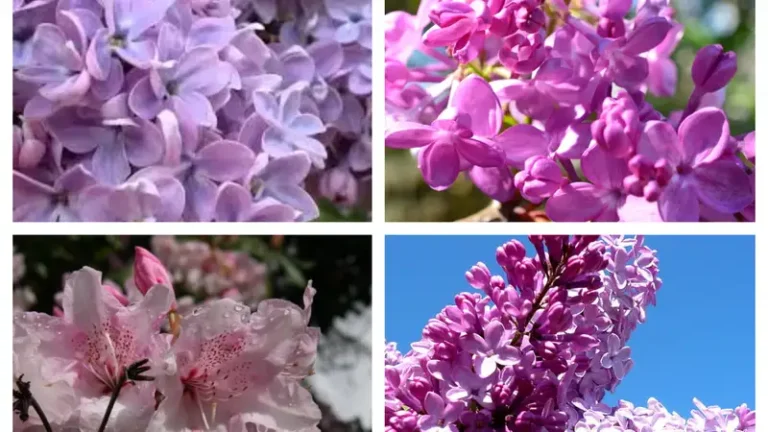 washington lilacs flower